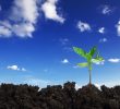 growing new plant on blue sky clipping path included